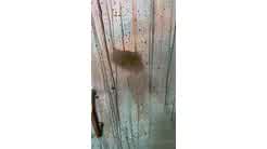 Rainey James Shower Blowjob Video